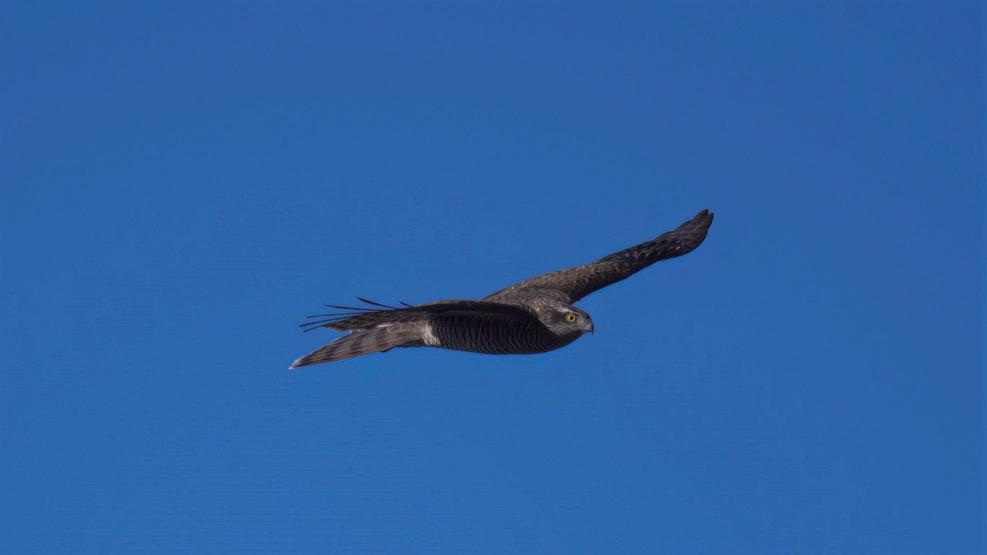 Eurasian Sparrowhawk